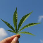 CBD – Wie hat sich der Markt in der Schweiz entwickelt?